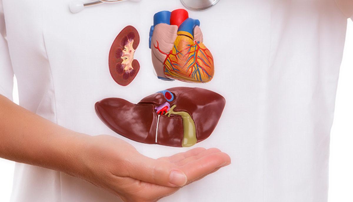 Organ Bağışı Hakkında Yanlış Bilinen Doğrular