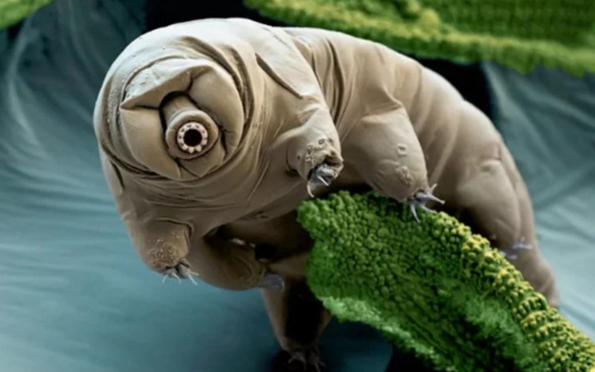 Bilim İnsanları, Antarktika’da Su Ayısı Buldu