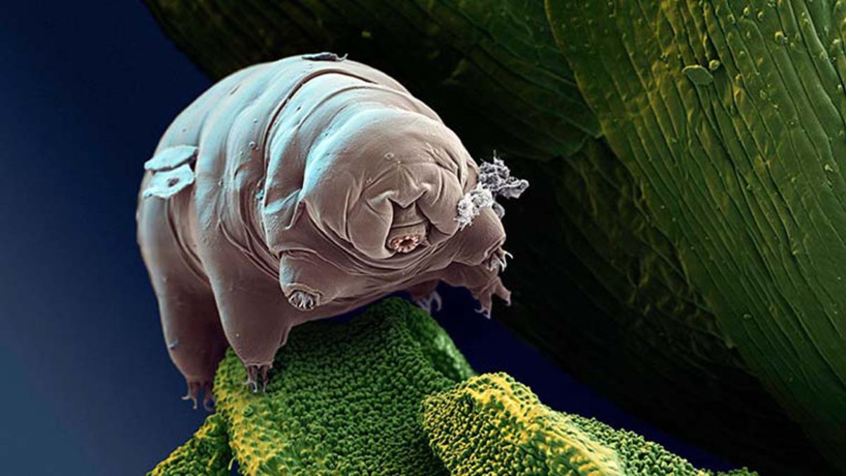 Bilim İnsanları, Antarktika’da Su Ayısı Buldu