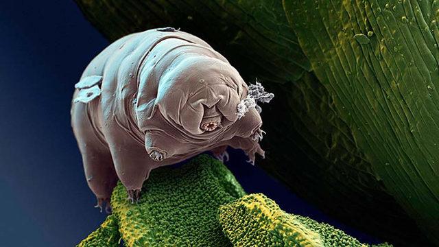 Bilim İnsanları, Antarktika’da Su Ayısı Buldu