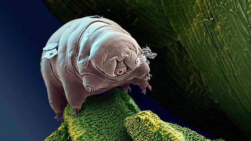 Bilim İnsanları, Antarktika’da Su Ayısı Buldu