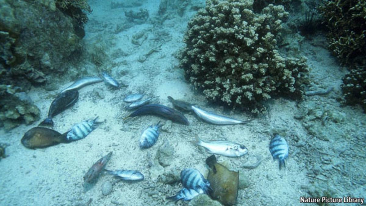 Bilim İnsanları, Hint Okyanusu’nun Derinliklerindeki Gizemi Çözmeye Gidiyorlar