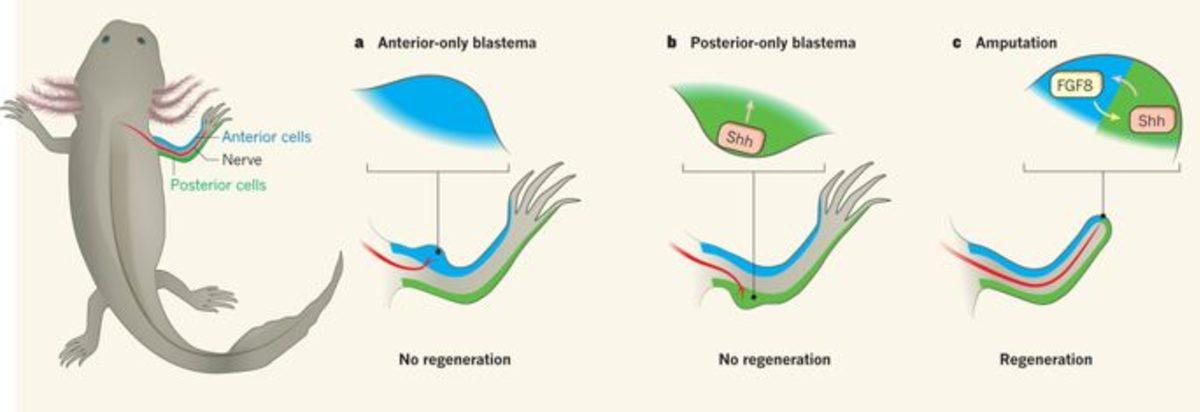 Bilim Kurgudan Gerçeğe: Semenderler Sayesinde İnsan Rejenerasyonu Mümkün Olabilir