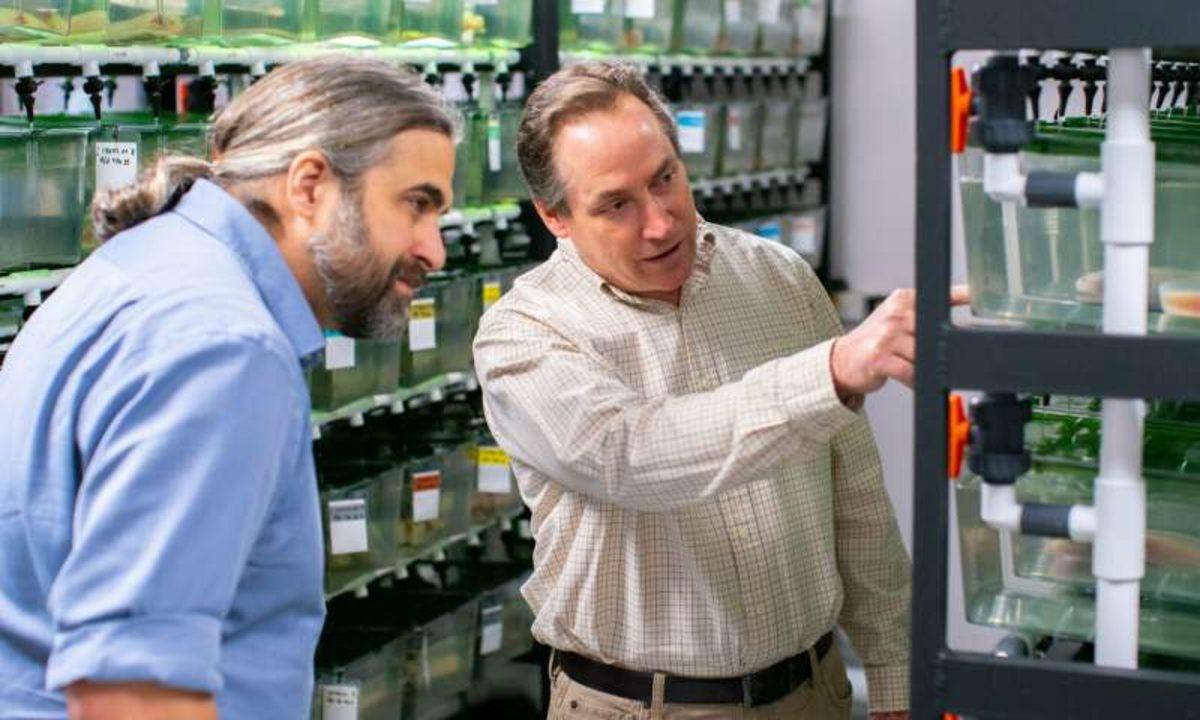 Bilim Kurgudan Gerçeğe: Semenderler Sayesinde İnsan Rejenerasyonu Mümkün Olabilir