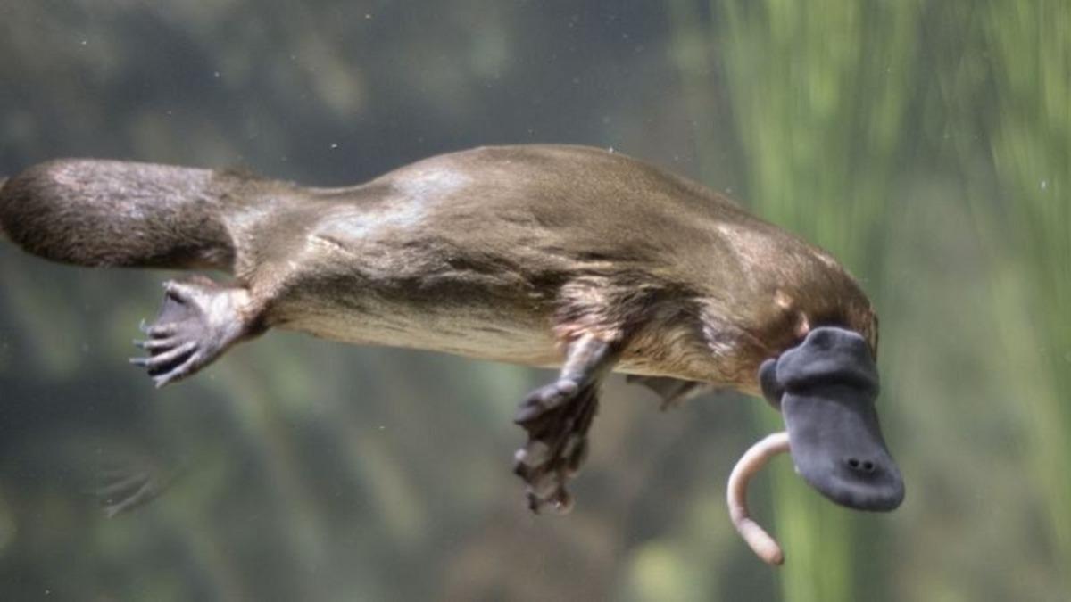 250 Milyon Yıl Önce Yaşamış Ördek Benzeri Gagalı Bir Canlı Keşfedildi