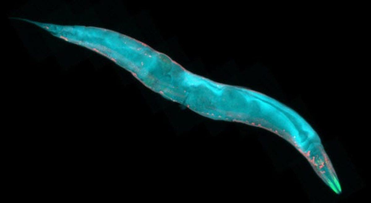 Hafıza İle İlgili Çoğu Kişinin Bilmediği 8 Garip Şey