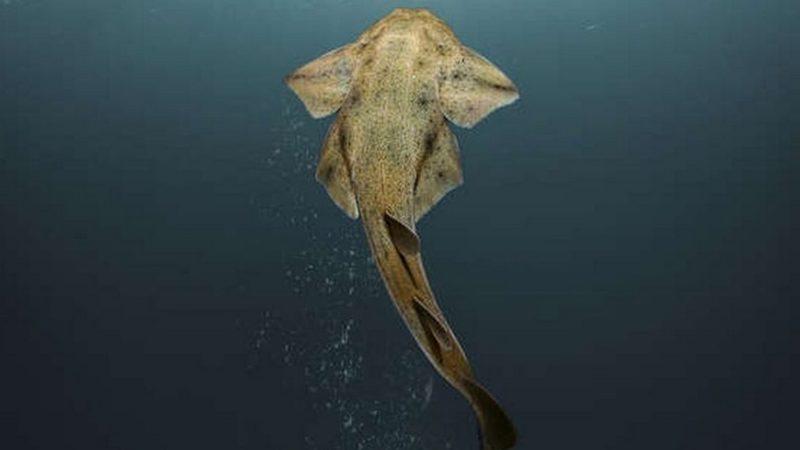Dünyanın En Nadir Köpekbalıklarından Biri Galler Kıyılarında Görüntülendi
