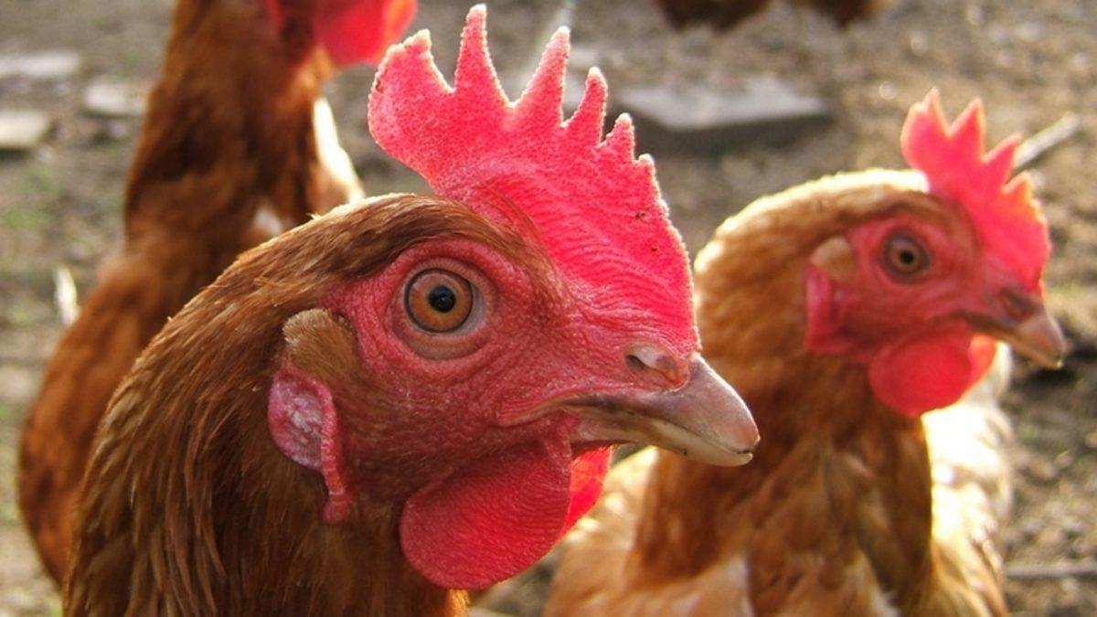 Bilim İnsanları, Kanser İlacı Yumurtlayan Tavuk Yetiştirdi