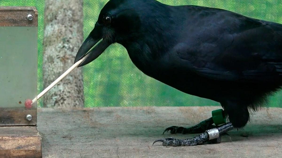Kargaların İnsanlar Kadar Zeki Olup Olmadığını Gösteren Araştırma