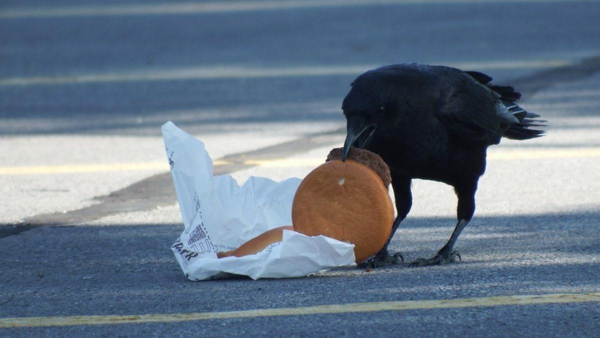 Kargaların İnsanlar Kadar Zeki Olup Olmadığını Gösteren Araştırma