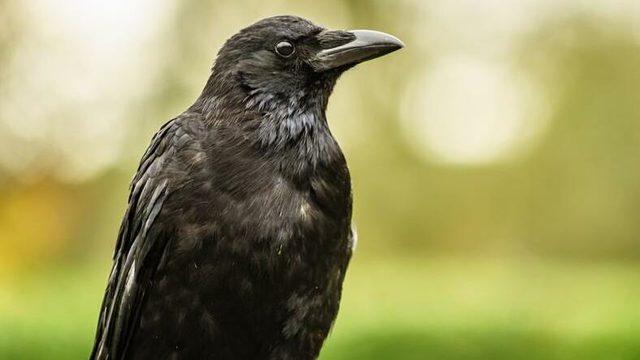 Kargaların İnsanlar Kadar Zeki Olup Olmadığını Gösteren Araştırma