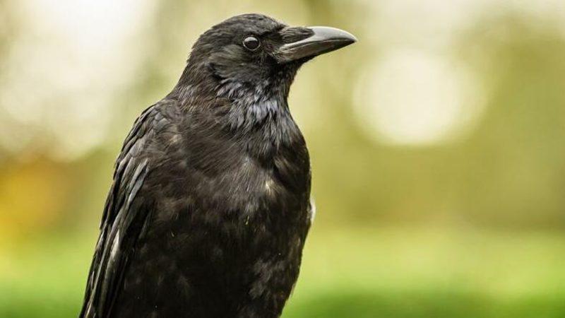 Kargaların İnsanlar Kadar Zeki Olup Olmadığını Gösteren Araştırma