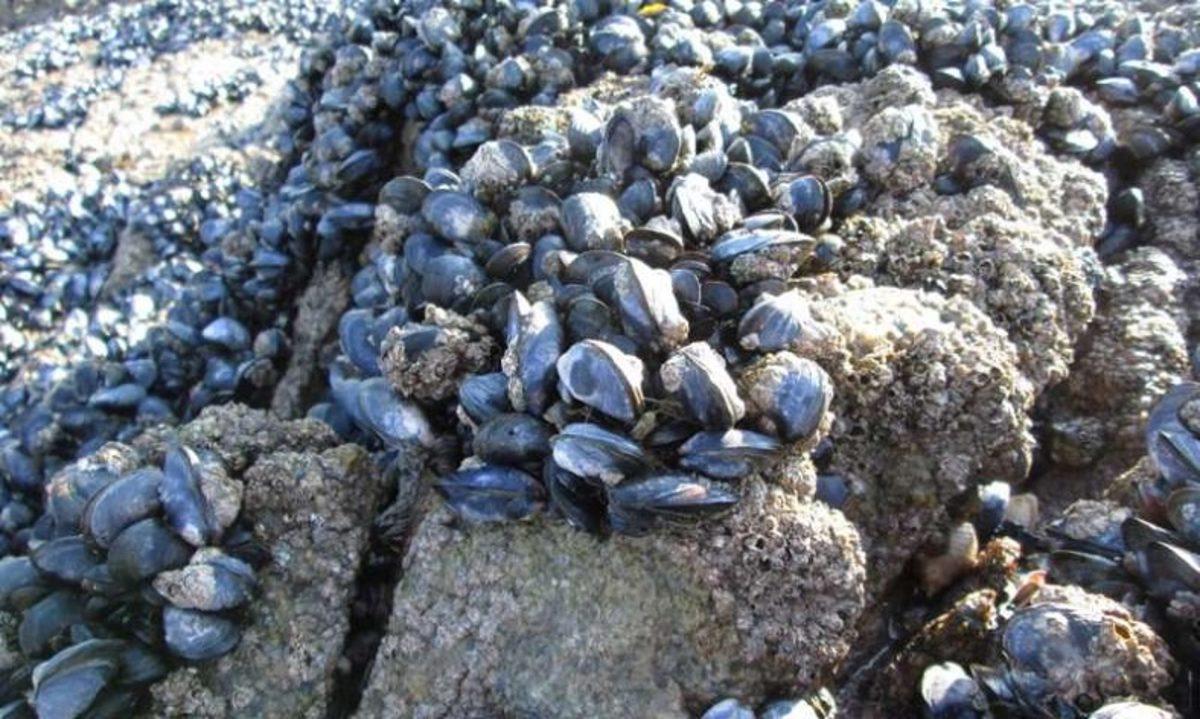 Mikroplastikler, Midyeleri ve Deniz Hayatını Tehdit Ediyor