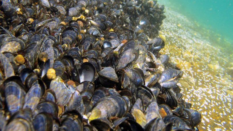 Mikroplastikler, Midyeleri ve Deniz Hayatını Tehdit Ediyor