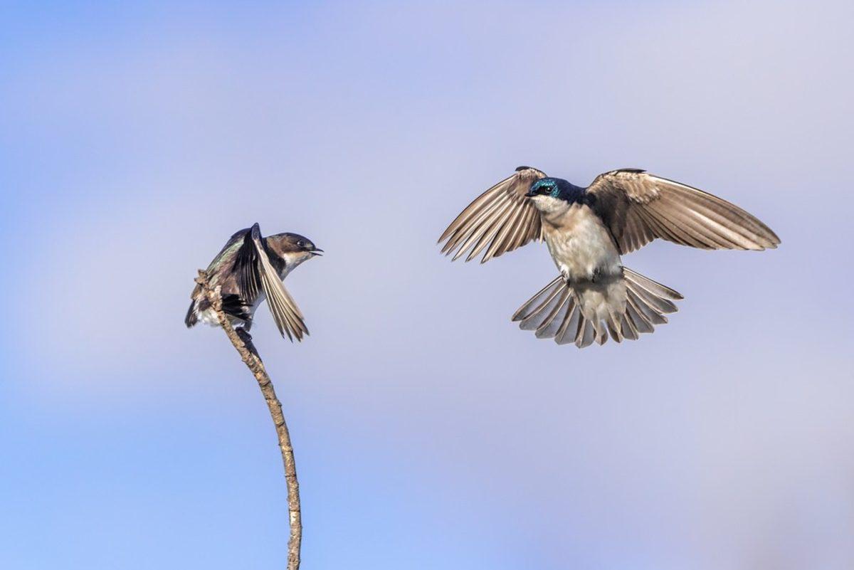 Flickr’da 2018 Yılında Paylaşılmış En İyi 25 Fotoğraf