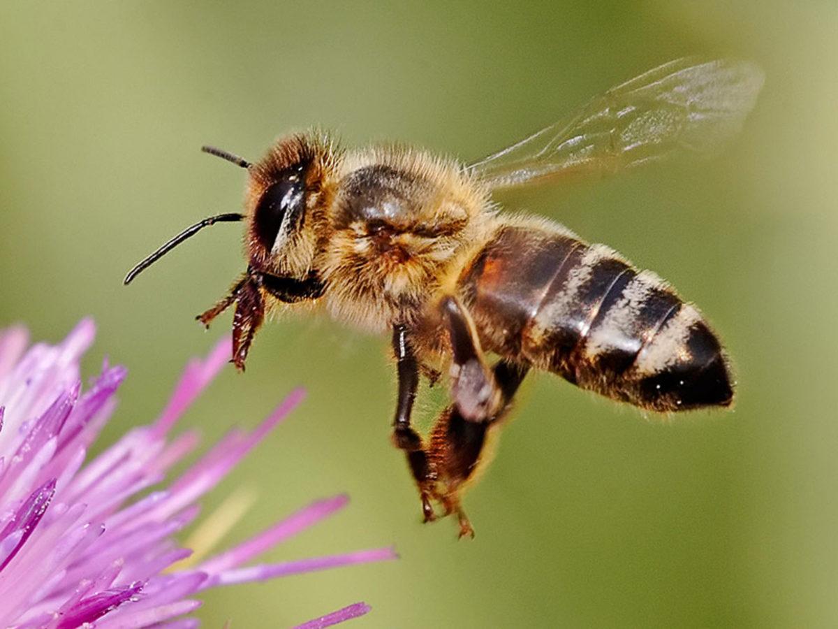 Arılar, İyi Durumda Olan Yiyecekleri Birbirlerine Dans Ederek Haber Veriyor