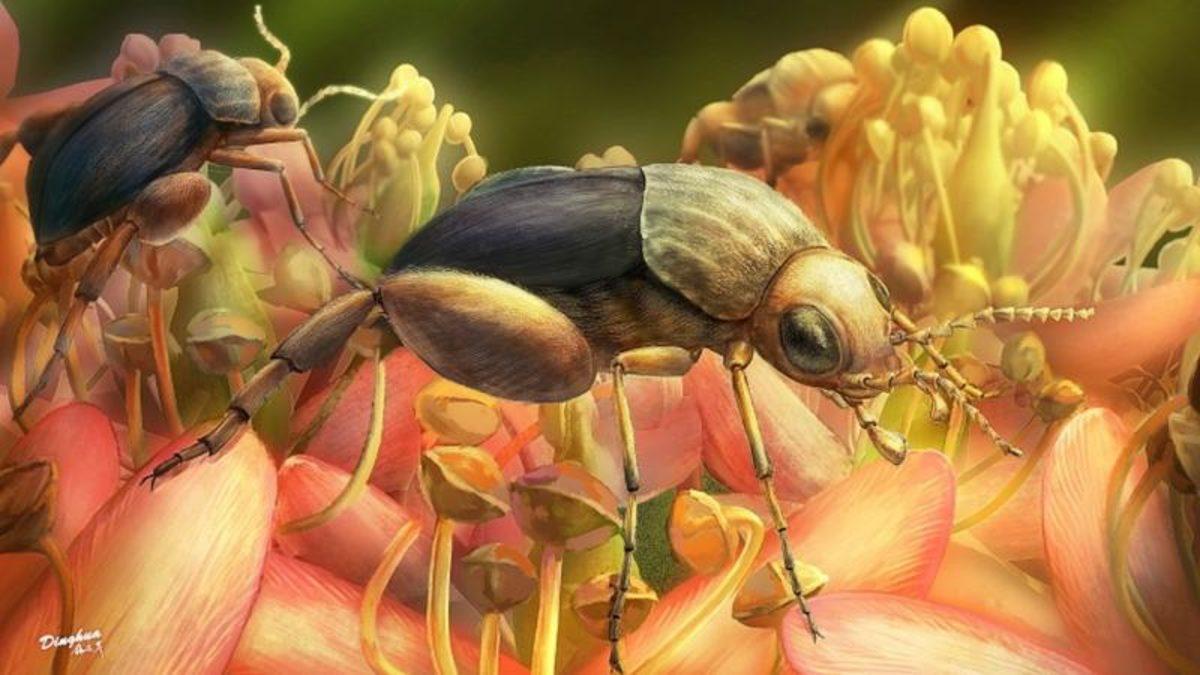 Kehribar İçerisinde Bulunan Böcek, Polen Yaymanın Ne Kadar Eskiye Dayandığını Gösterdi