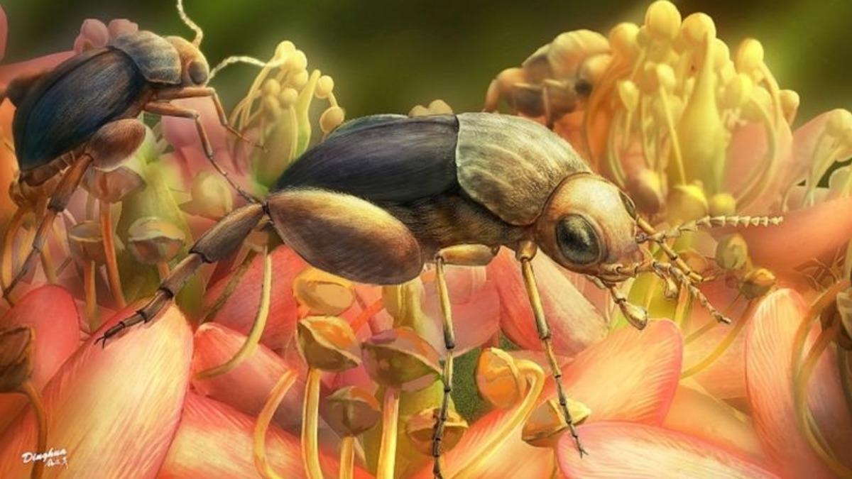 Kehribar İçerisinde Bulunan Böcek, Polen Yaymanın Ne Kadar Eskiye Dayandığını Gösterdi