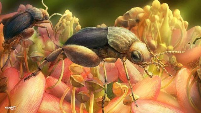 Kehribar İçerisinde Bulunan Böcek, Polen Yaymanın Ne Kadar Eskiye Dayandığını Gösterdi