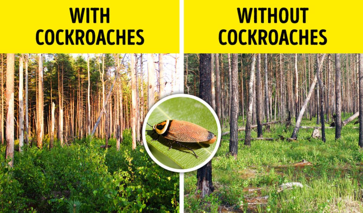 Dünyadaki Tüm Böcekler Yok Olursa Ne Olur?