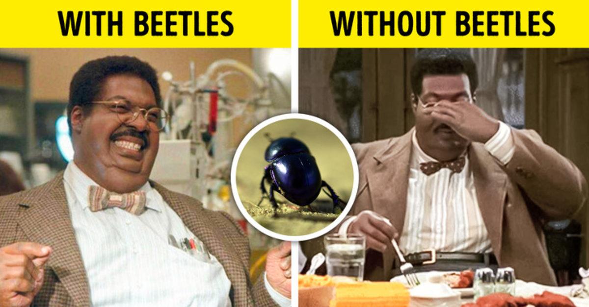 Dünyadaki Tüm Böcekler Yok Olursa Ne Olur?