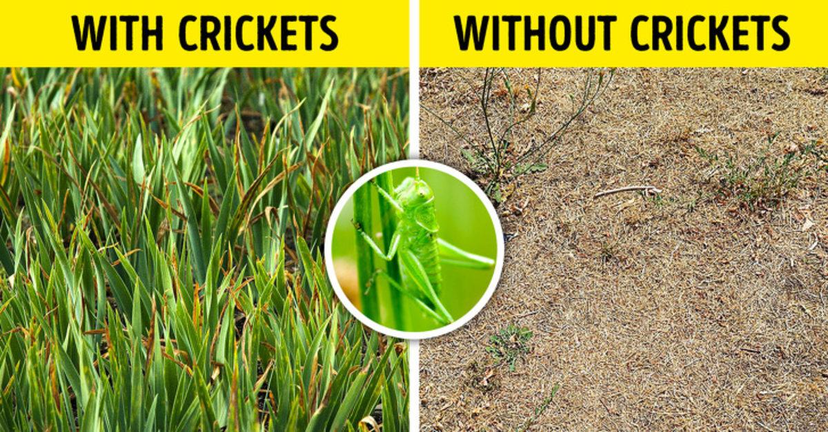 Dünyadaki Tüm Böcekler Yok Olursa Ne Olur?