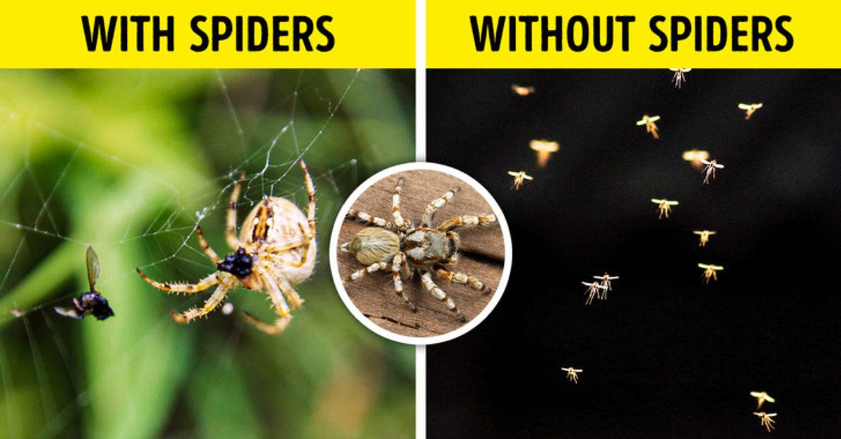 Dünyadaki Tüm Böcekler Yok Olursa Ne Olur?