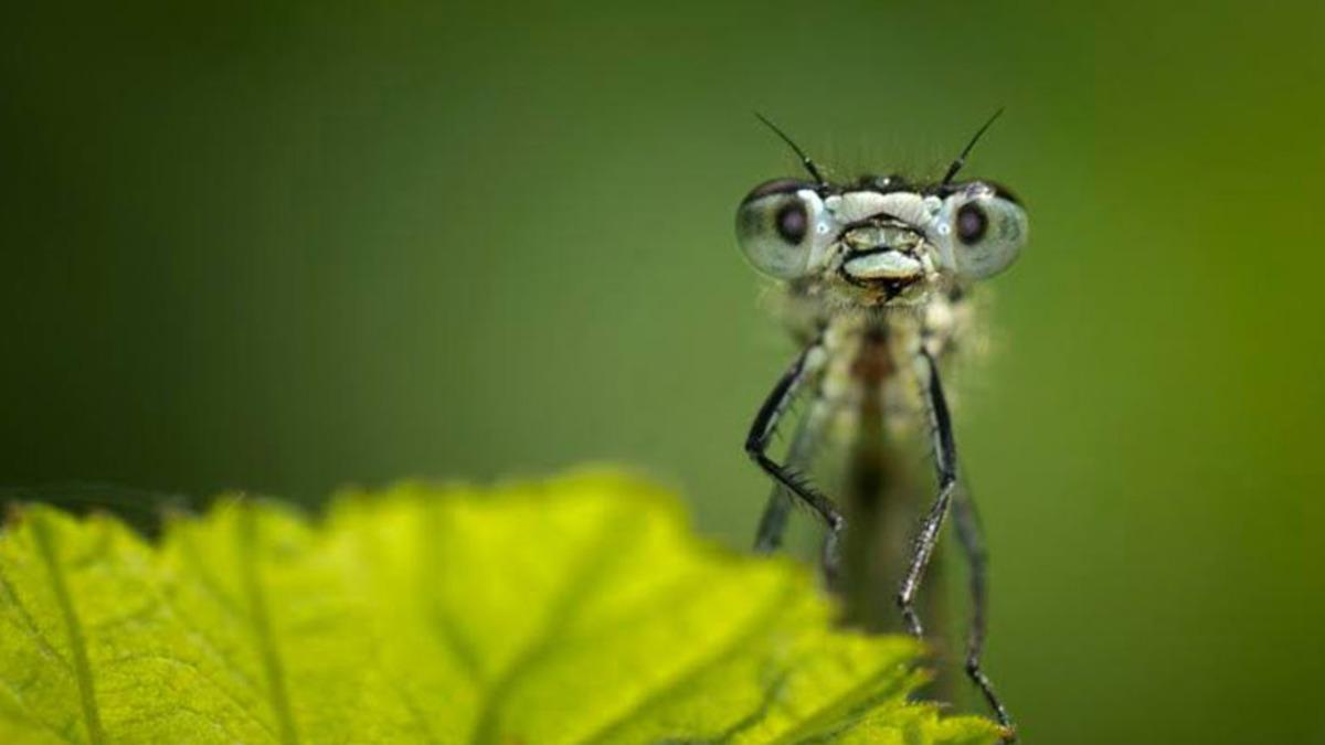 Dünyadaki Tüm Böcekler Yok Olursa Ne Olur?