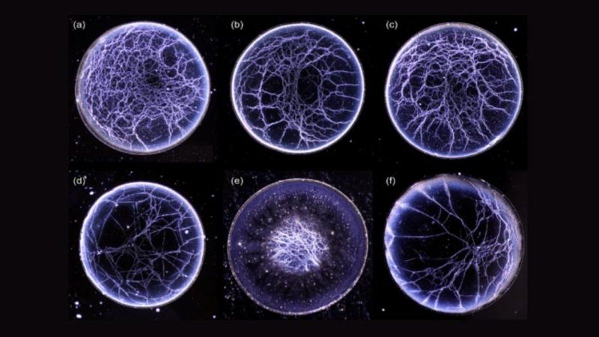 Kar Taneleriyle Viski Arasındaki İlginç Benzerlik