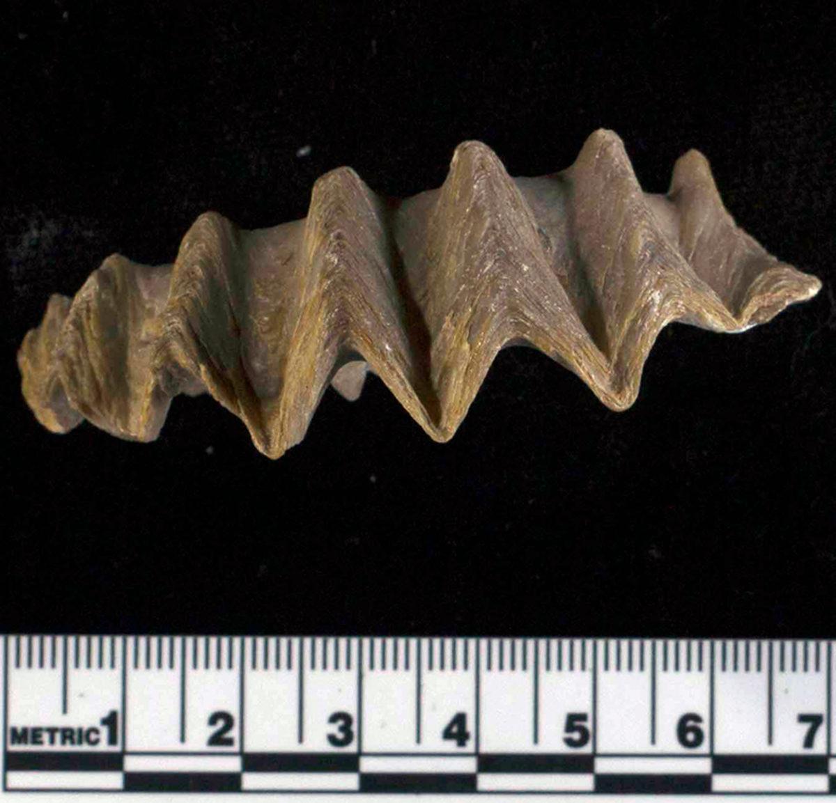 Dinozorların Yok Olduğu Dönemdeki Küresel Cıva Kirliliği Seviyesi Belirlendi