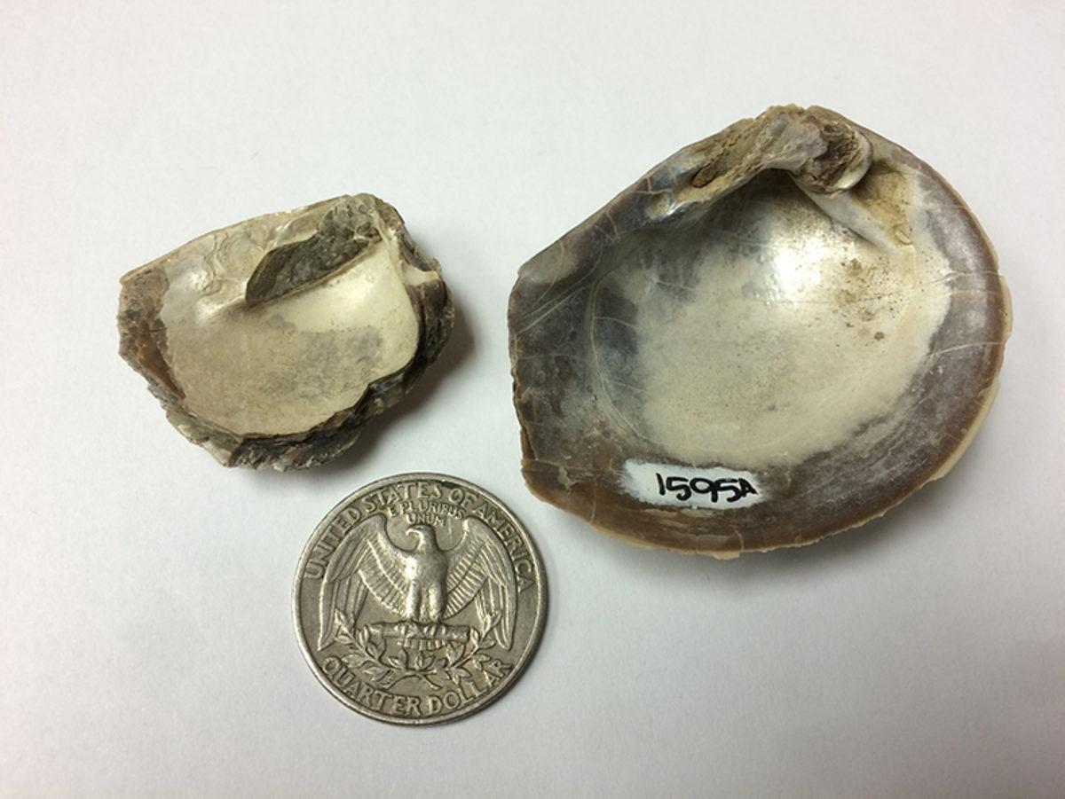 Dinozorların Yok Olduğu Dönemdeki Küresel Cıva Kirliliği Seviyesi Belirlendi