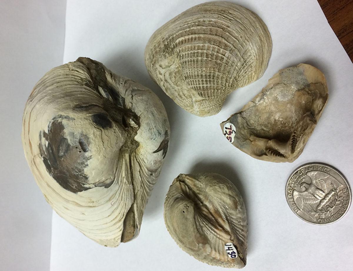 Dinozorların Yok Olduğu Dönemdeki Küresel Cıva Kirliliği Seviyesi Belirlendi