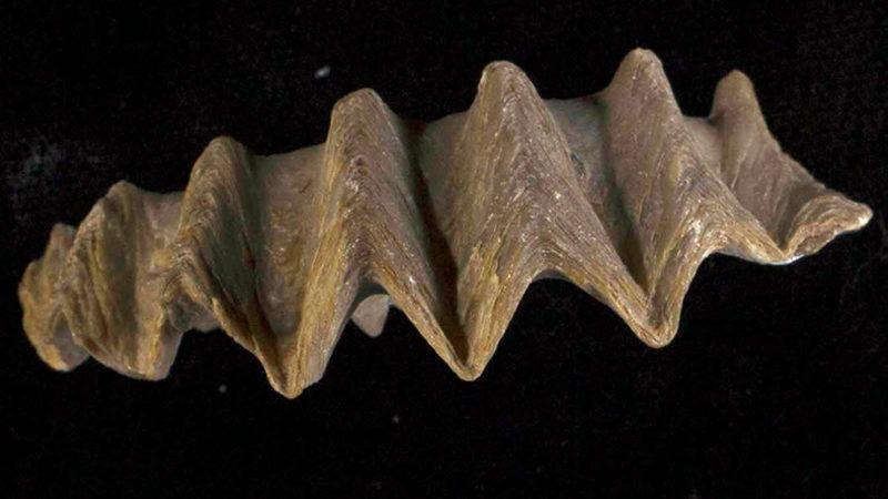 Dinozorların Yok Olduğu Dönemdeki Küresel Cıva Kirliliği Seviyesi Belirlendi