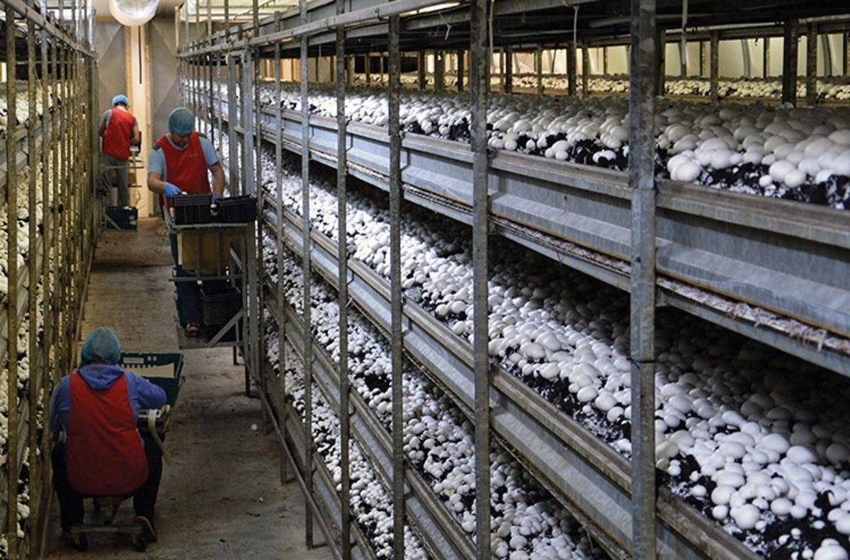 Bilim İnsanları, Mantarları Geleceğin Süper Gıdası İlan Etti