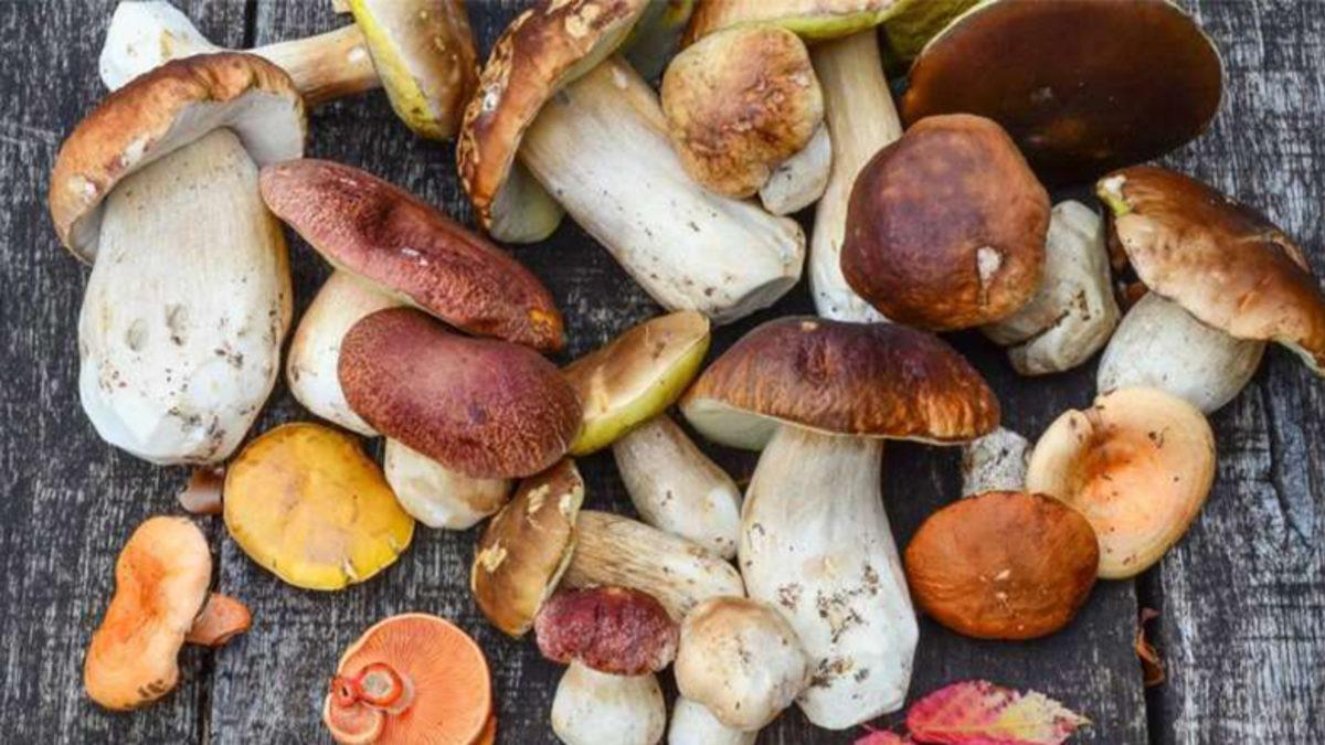 Bilim İnsanları, Mantarları Geleceğin Süper Gıdası İlan Etti