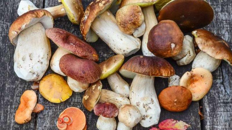 Bilim İnsanları, Mantarları Geleceğin Süper Gıdası İlan Etti