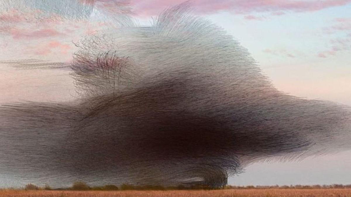 Bir Sanatçı, Kuşların Uçarken İzlediği Yolu Tek Bir Fotoğrafta Birleştirdi