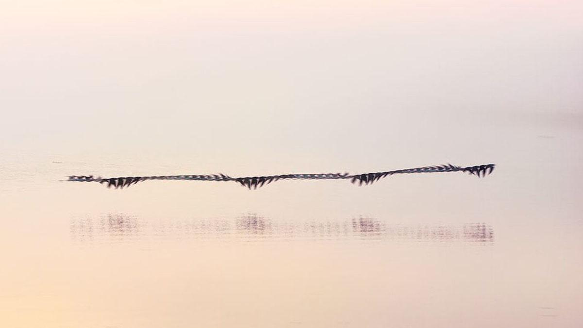Bir Sanatçı, Kuşların Uçarken İzlediği Yolu Tek Bir Fotoğrafta Birleştirdi