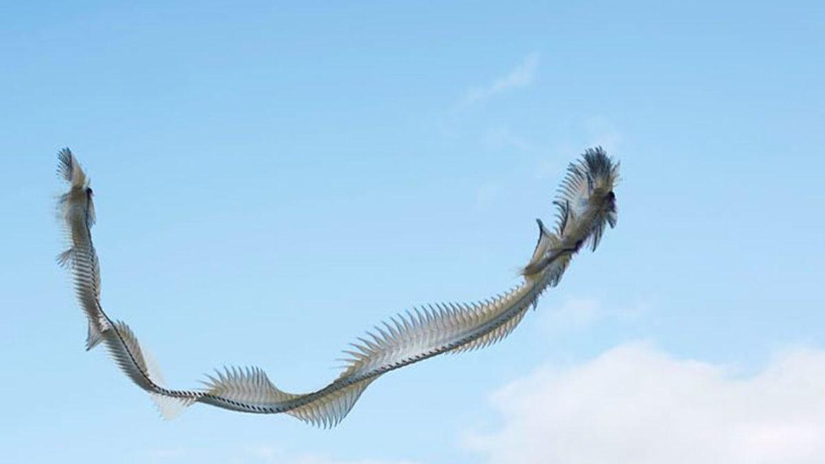 Bir Sanatçı, Kuşların Uçarken İzlediği Yolu Tek Bir Fotoğrafta Birleştirdi