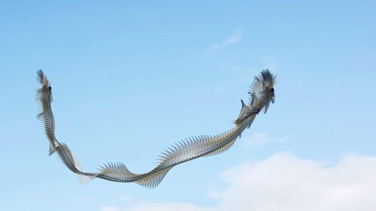 Bir Sanatçı, Kuşların Uçarken İzlediği Yolu Tek Bir Fotoğrafta Birleştirdi