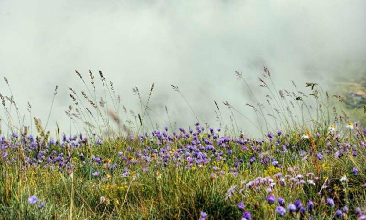 Bitki Yiyen Böceklerin Küresel Isınmadaki Payını Gösteren Bilimsel Çalışma