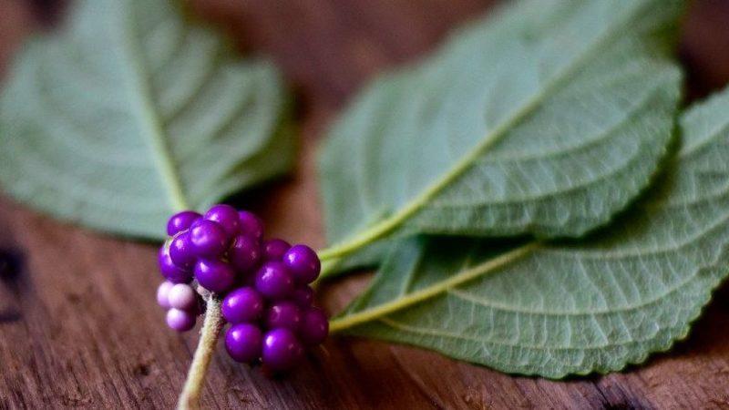 Bitki Yiyen Böceklerin Küresel Isınmadaki Payını Gösteren Bilimsel Çalışma