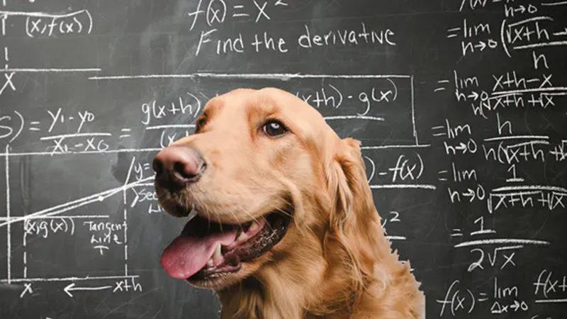 Araştırmalara Göre Köpekler, Matematiksel İşlemlerde Oldukça Başarılılar