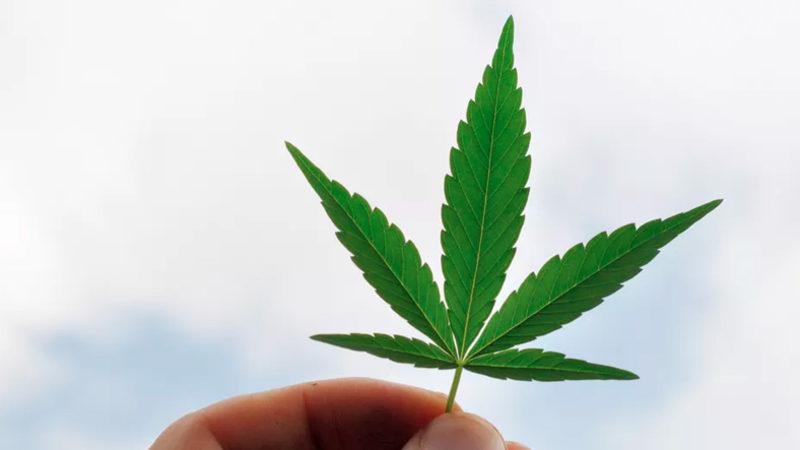 Mucize Bitki Kenevirin Akıllara Ziyan 20 Kullanım Alanı