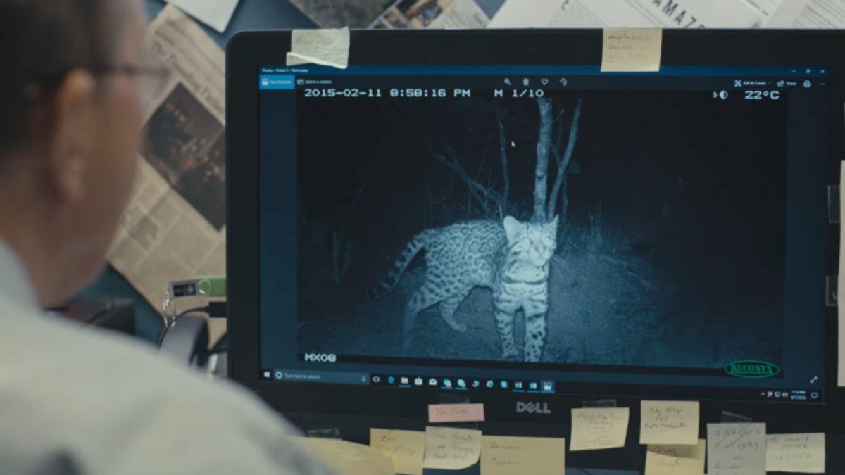 Google, Vahşi Doğadaki 4,5 Milyon Canlıyı Yapay Zeka Destekli Kameralarla İzliyor