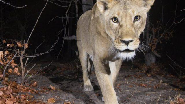 Google, Vahşi Doğadaki 4,5 Milyon Canlıyı Yapay Zeka Destekli Kameralarla İzliyor