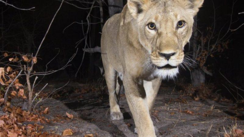 Google, Vahşi Doğadaki 4,5 Milyon Canlıyı Yapay Zeka Destekli Kameralarla İzliyor