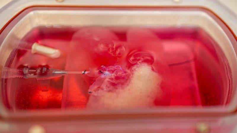 Tüm Fonksiyonlarıyla Çalışan Minyatür Karaciğer Üretildi