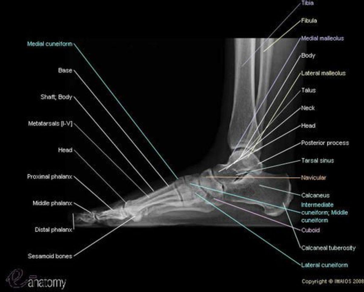İnsan Vücudunun Hayrete Düşüren 42 Özelliği