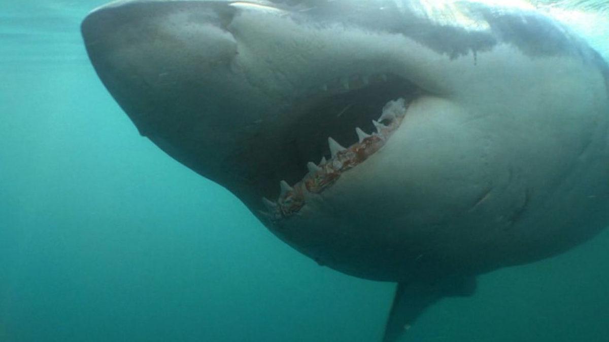 Uzun Yıllardır Çözülemeyen Köpek Balığı Vakası Sonunda Çözüldü